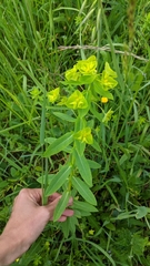 Euphorbia platyphyllos