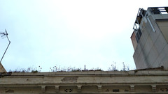 Kalanchoe × houghtonii