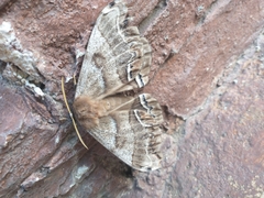 Arsenura polyodonta