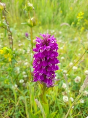 Dactylorhiza praetermissa