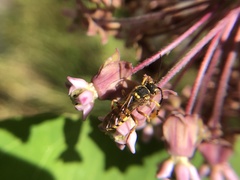Nomada luteola