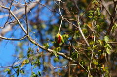 Tabernaemontana glabra