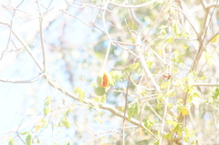 Tabernaemontana glabra