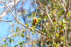 Tabernaemontana glabra