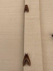 Automeris zephyria