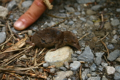 Sorex antinorii