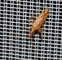 Miridius quadrivirgatus