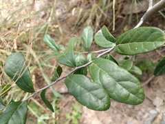 Diospyros texana