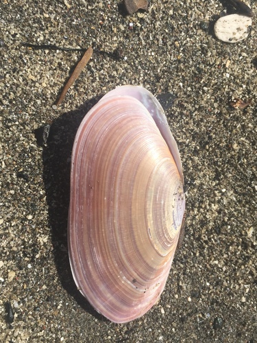 Gari lineolata