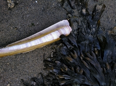 Ensis