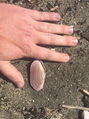 Gari lineolata
