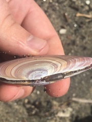 Gari lineolata
