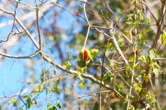 Tabernaemontana glabra