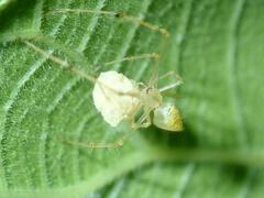 Chrysso lingchuanensis