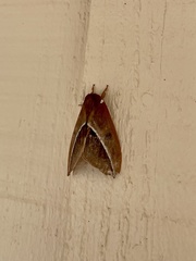 Automeris zephyria