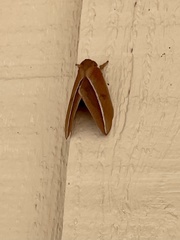 Automeris zephyria