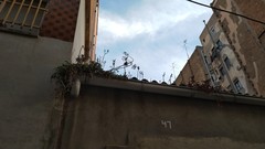 Kalanchoe × houghtonii