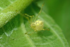 Chrysso lingchuanensis