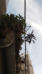 Kalanchoe × houghtonii