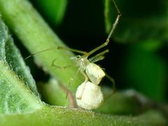 Chrysso lingchuanensis