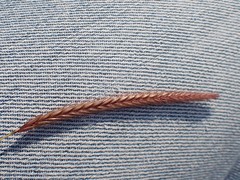 Hordeum brevisubulatum