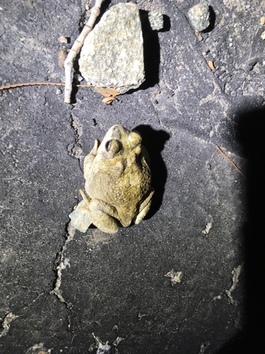 iNaturalist observation photo of Red-spotted Toad