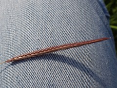 Hordeum brevisubulatum