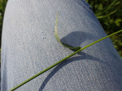 Hordeum brevisubulatum