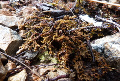 Lepidothamnus laxifolius