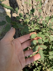 Berberis swaseyi