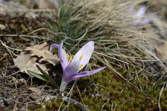 Colchicum bulbocodium