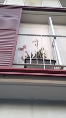 Kalanchoe × houghtonii