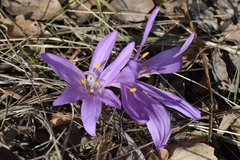 Colchicum bulbocodium