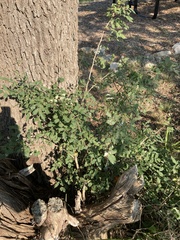 Berberis swaseyi