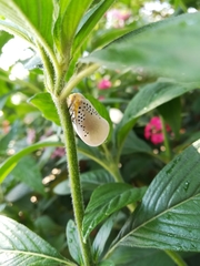 Poekilloptera phalaenoides