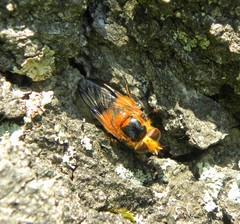 Volucella inflata