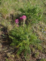 Pedicularis rubens