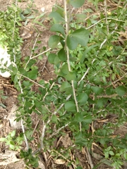 Schaefferia cuneifolia