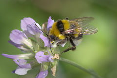 Bombus