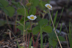 Fragaria orientalis