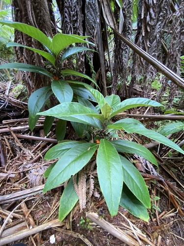 Degener's cyanea (Cyanea floribunda)