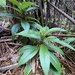 Cyanea floribunda - Photo (c) ka_y_ak, algunos derechos reservados (CC BY-NC), subido por ka_y_ak