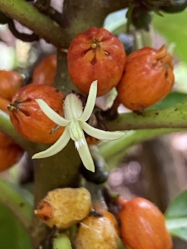 Cyanea floribunda