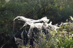 Diapontia uruguayensis