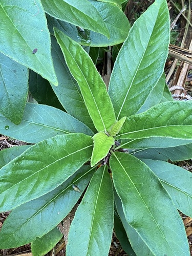 Cyanea floribunda