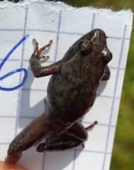Vissoke River Frog