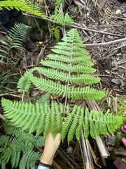 Ctenitis latifrons