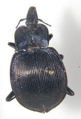 Scaphinotus elevatus