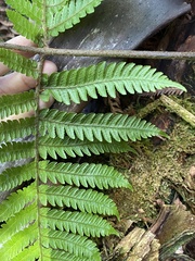 Ctenitis latifrons