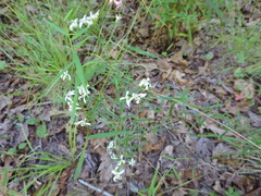 Sericocarpus linifolius